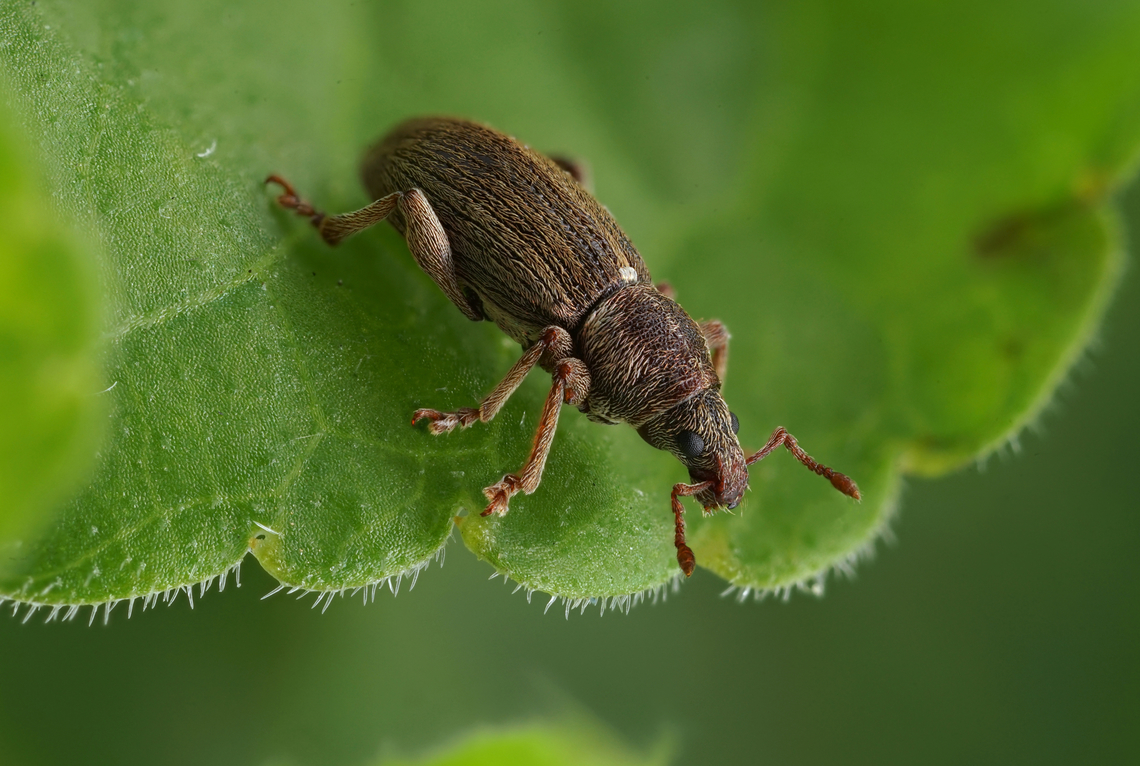 Polydrusus marginatus Stephens, 1831 4.6 mm long Entiminae France,Geotagged,Polydrusus marginatus,Spring