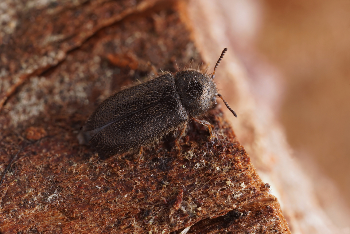 Aplocnemus impressus (Marsham, 1802) 5 mm long Melyrid (Rhadalidae) Aplocnemus impressus,France,Geotagged,Spring