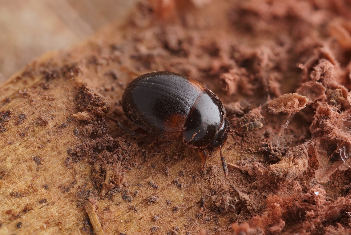 Anisotoma humeralis (Herbst,1791) 3.3mm long Leiodidae, busy eating mushroom Anisotoma humeralis,France,Geotagged,Spring