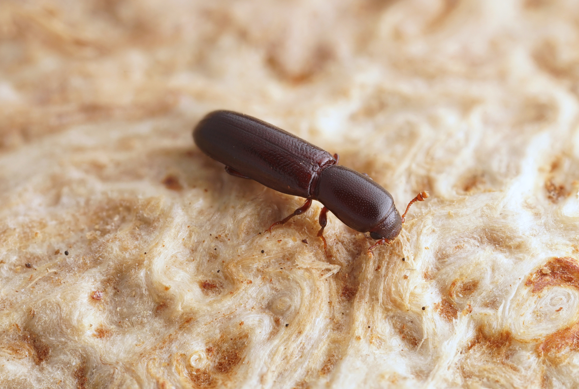 Teredus cylindricus (Olivier, 1790) 4.2 mm long Bothrideridae France,Geotagged,Spring,Teredus cylindricus