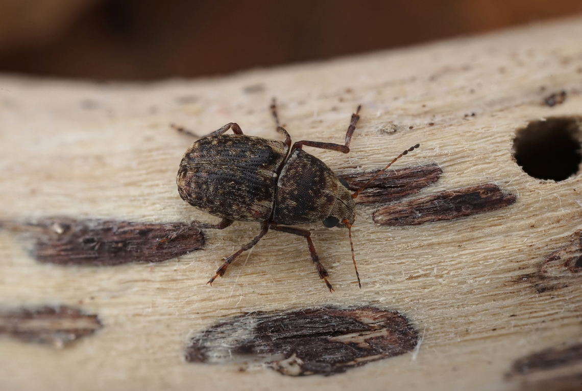 Araecerus fasciculatus (De Geer, 1775) 3.8 mm long Anthribidae, found in my flat in town Araecerus fasciculatus,Coffee Bean Weevil,France,Geotagged,Spring