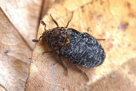 Dermestes (Dermestinus) undulatus Brahm,1790 7.5 mm long Dermestidae Dermestes undulatus,France,Geotagged,Spring