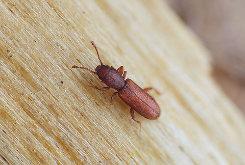 Silvanus unidentatus (Olivier, 1790) 2.7 mm long Silvanidae France,Geotagged,Silvanus unidentatus,Spring