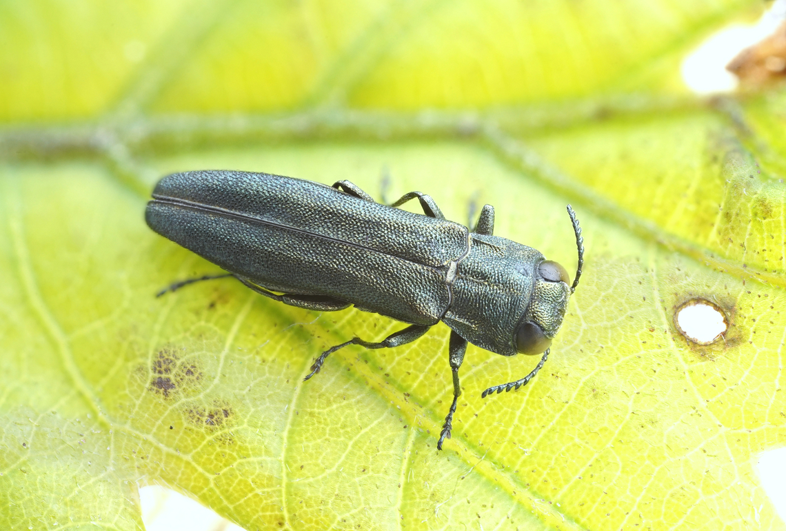 Agrilus (Quercuagrilus) angustulus (Illiger, 1803) 6 mm long Buprestidae Agrilus angustulus,France,Geotagged,Spring