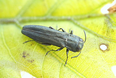 Agrilus angustulus