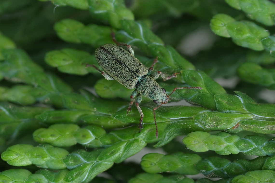 Pachyrhinus lethierryi (Desbrochers des Loges, 1875) 5 mm long Entiminae France,Geotagged,Pachyrhinus lethierryi,Spring