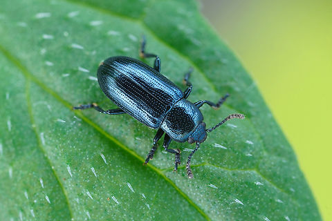 Prasocuris junci (Brahm, 1790) 5.2 mm long Chrysomelidae France,Geotagged,Prasocuris junci,Spring