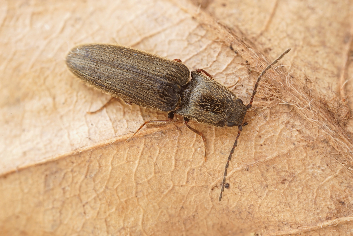 Cidnopus aeruginosus (Olivier, 1790) 7.2 mm long Elateridae Cidnopus aeruginosus,France,Geotagged,Spring