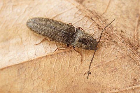 Cidnopus aeruginosus (Olivier, 1790) 7.2 mm long Elateridae Cidnopus aeruginosus,France,Geotagged,Spring