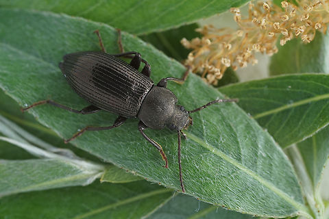 Stenomax aeneus (Scopoli, 1763) 13.5 mm Tenebrionidae, found on willows France,Geotagged,Spring,Stenomax aeneus