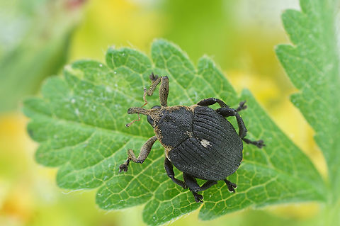 Mononychus punctumalbum (Herbst, 1784) 5 mm long Curculionidae France,Geotagged,Iris weevil,Mononychus punctumalbum,Spring