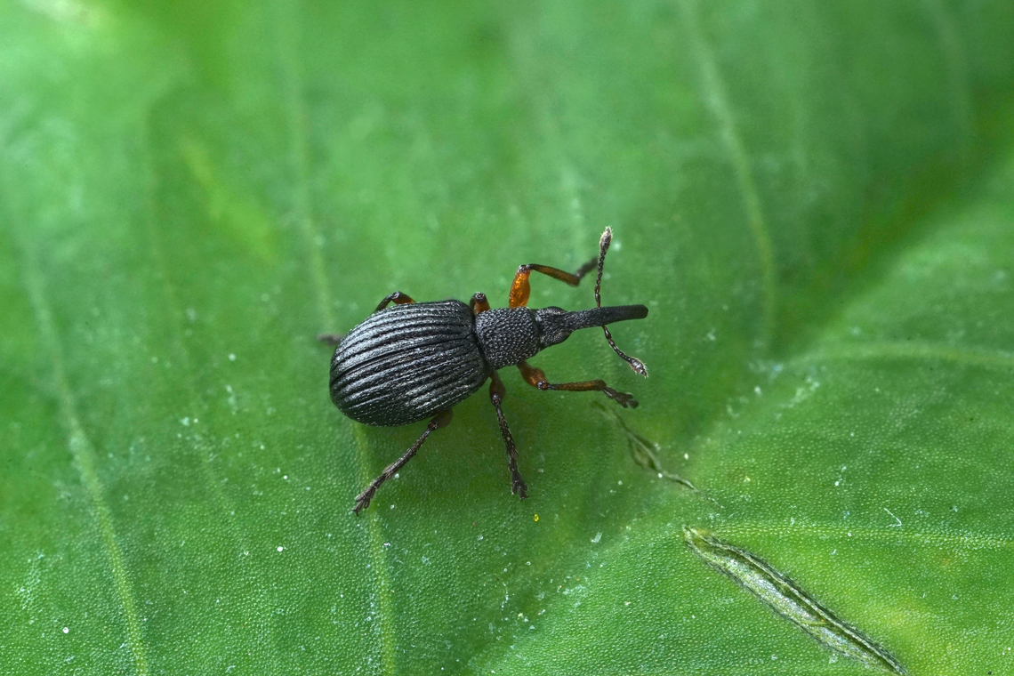 Protapion trifolii (Linnaeus, 1768) 2 mm long Brentidae France,Geotagged,Protapion trifolii,Spring