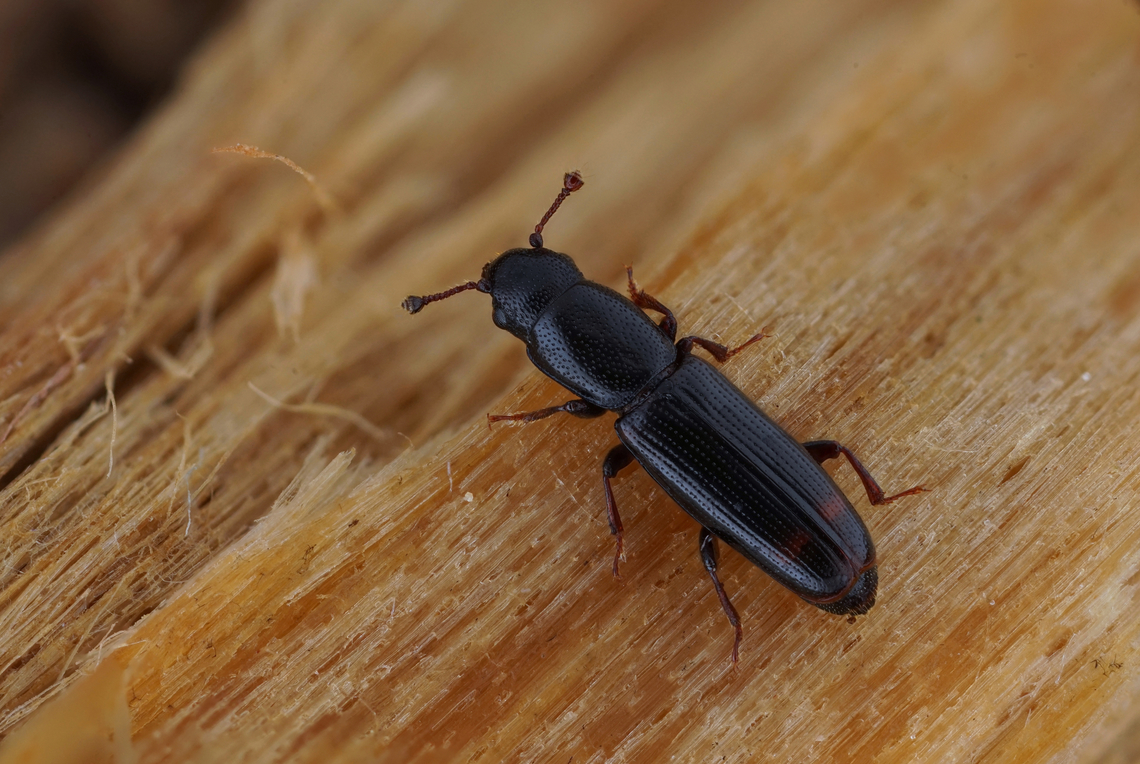 Rhizophagus (Rhizophagus) bipustulatus (Fabricius, 1792) 4 mm long Monotomidae France,Geotagged,Rhizophagus bipustulatus,Spring