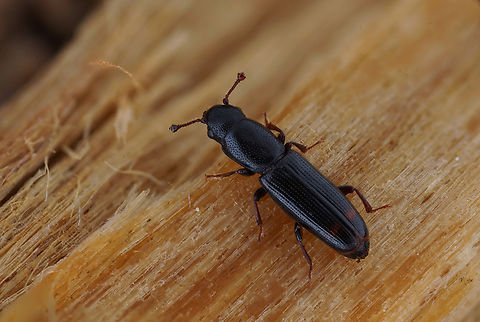 Rhizophagus (Rhizophagus) bipustulatus (Fabricius, 1792) 4 mm long Monotomidae France,Geotagged,Rhizophagus bipustulatus,Spring