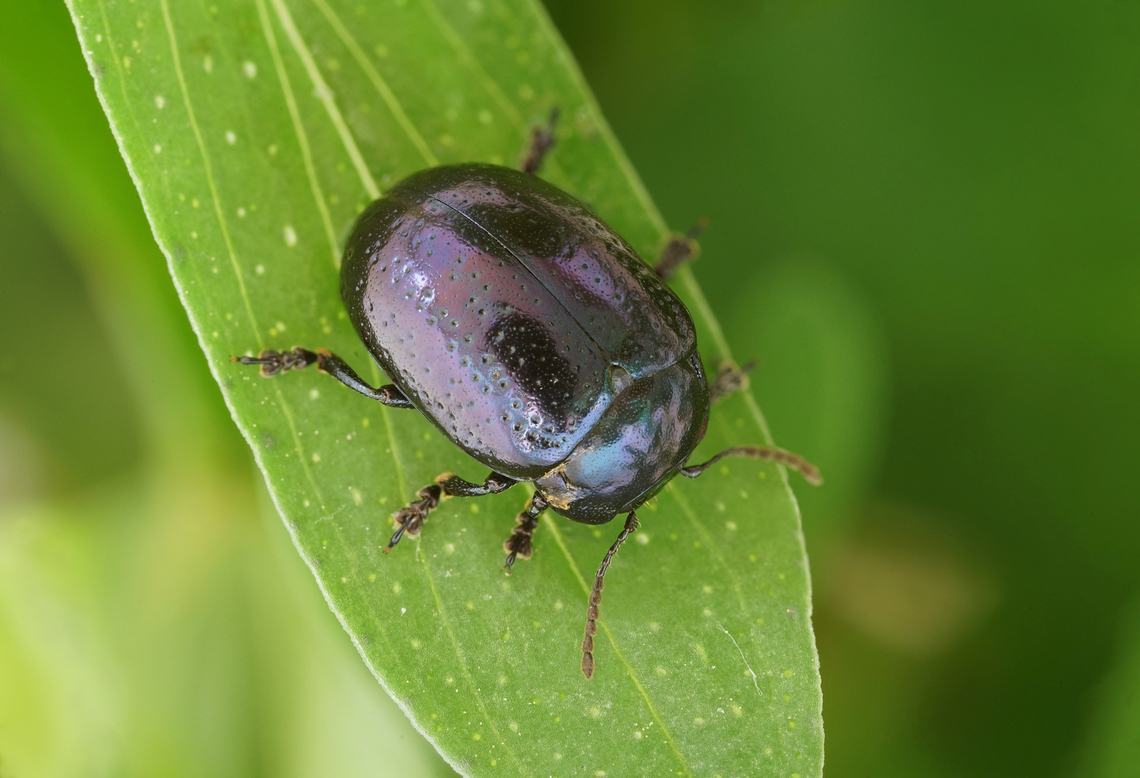 Chrysolina (Hypericia) quadrigemina (Suffrian, 1851) 6.3 mm long Chysomelidae Chrysolina quadrigemina,France,Geotagged,Spring