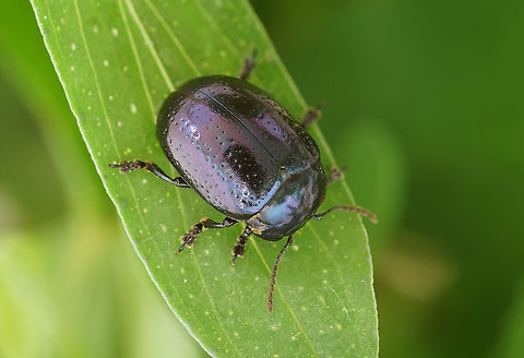 Chrysolina (Hypericia) quadrigemina (Suffrian, 1851) 6.3 mm long Chysomelidae Chrysolina quadrigemina,France,Geotagged,Spring