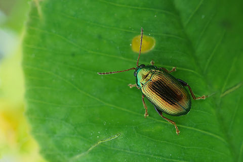Crepidodera sp 3.7 mm long Chrysomelidae France,Geotagged,Spring