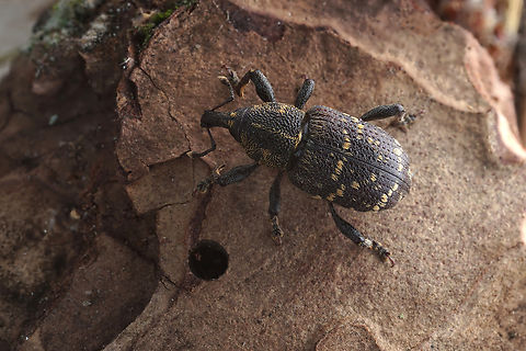 Hylobius (Callirus) abietis (Linnaeus, 1758) 13.5 mm long Molytinae Hylobius abietis,Large pine weevil
