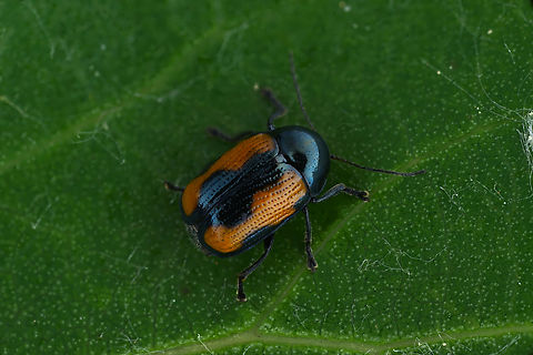 Cryptocephalus marginatus Fabricius, 1781 - female 4.5 mm long Chrysomelidae Cryptocephalus marginatus,France,Geotagged,Spring
