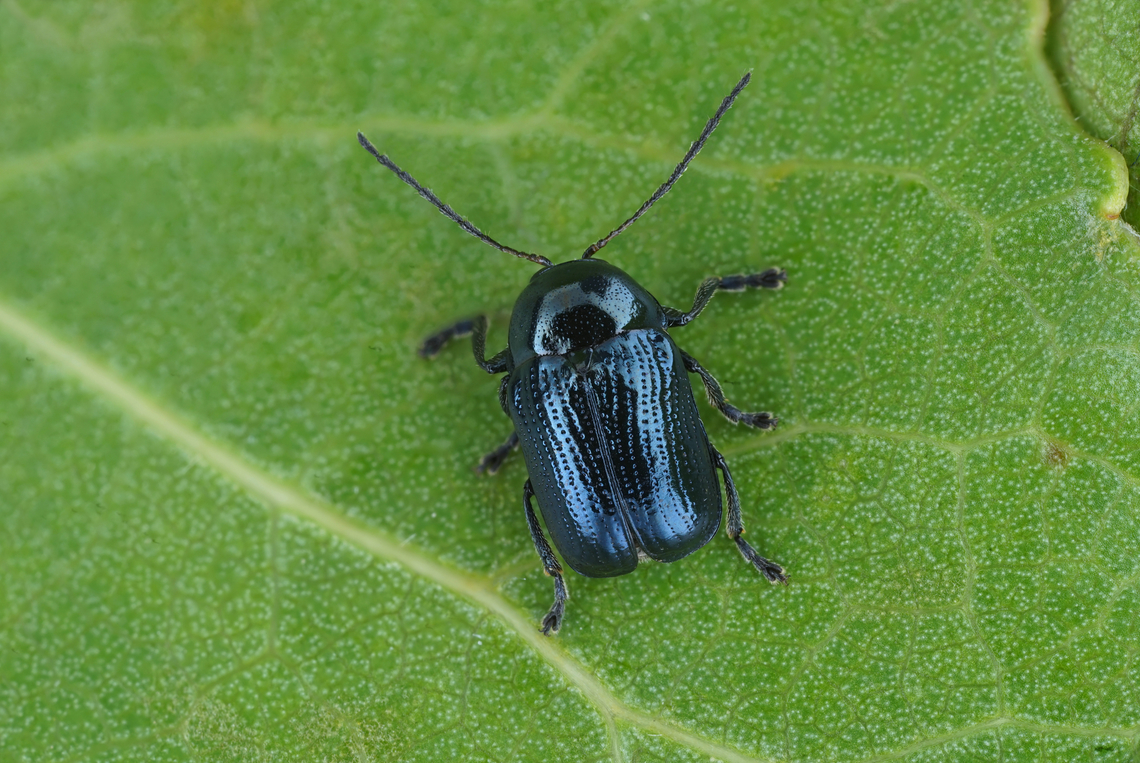 Cryptocephalus marginatus Fabricius, 1781 - male 4.4 mm long Chrysomelidae Cryptocephalus marginatus,France,Geotagged,Spring