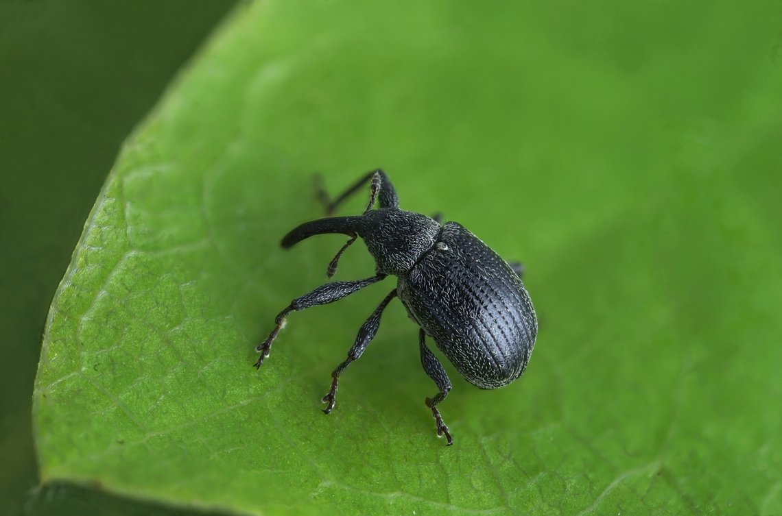 Anthonomus rubi (Herbst, 1795) 2.8 mm long (without rostrum) Curculioninae Anthonomus rubi,France,Geotagged,Spring,Strawberry blossom weevil