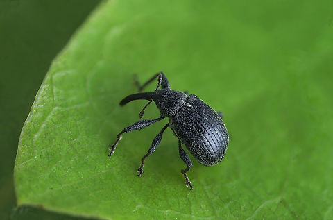 Anthonomus rubi (Herbst, 1795) 2.8 mm long (without rostrum) Curculioninae Anthonomus rubi,France,Geotagged,Spring,Strawberry blossom weevil