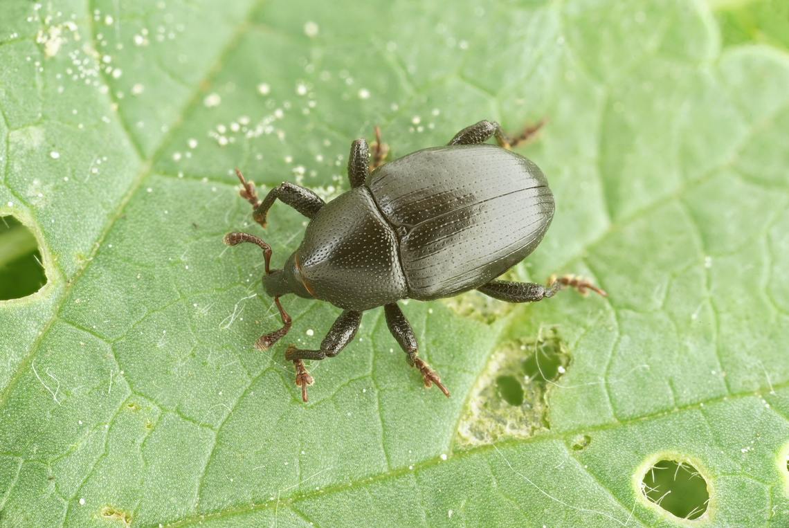 Malvaevora timida (Rossi, 1792) 5 mm long Baridinae France,Geotagged,Malvaevora timida,Spring