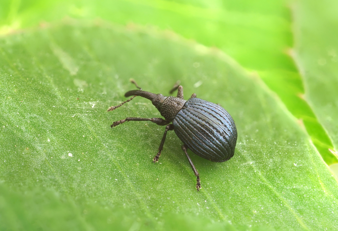 Holotrichapion pisi (Fabricius, 1801) 2.8 mm long Brentidae France,Geotagged,Holotrichapion pisi,Spring