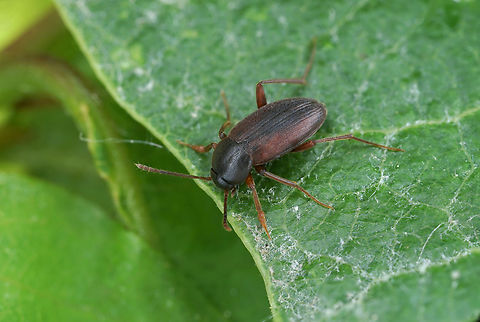 Choleva sp 4.8 mm long Leiodidae France,Geotagged,Spring