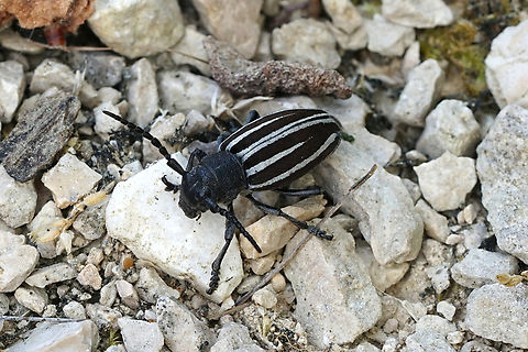 Iberodorcadion (Iberodorcadion) fuliginator (Linnaeus, 1758) 15 mm long Cerambycidae Dorcadion fuliginator,France,Geotagged,Spring