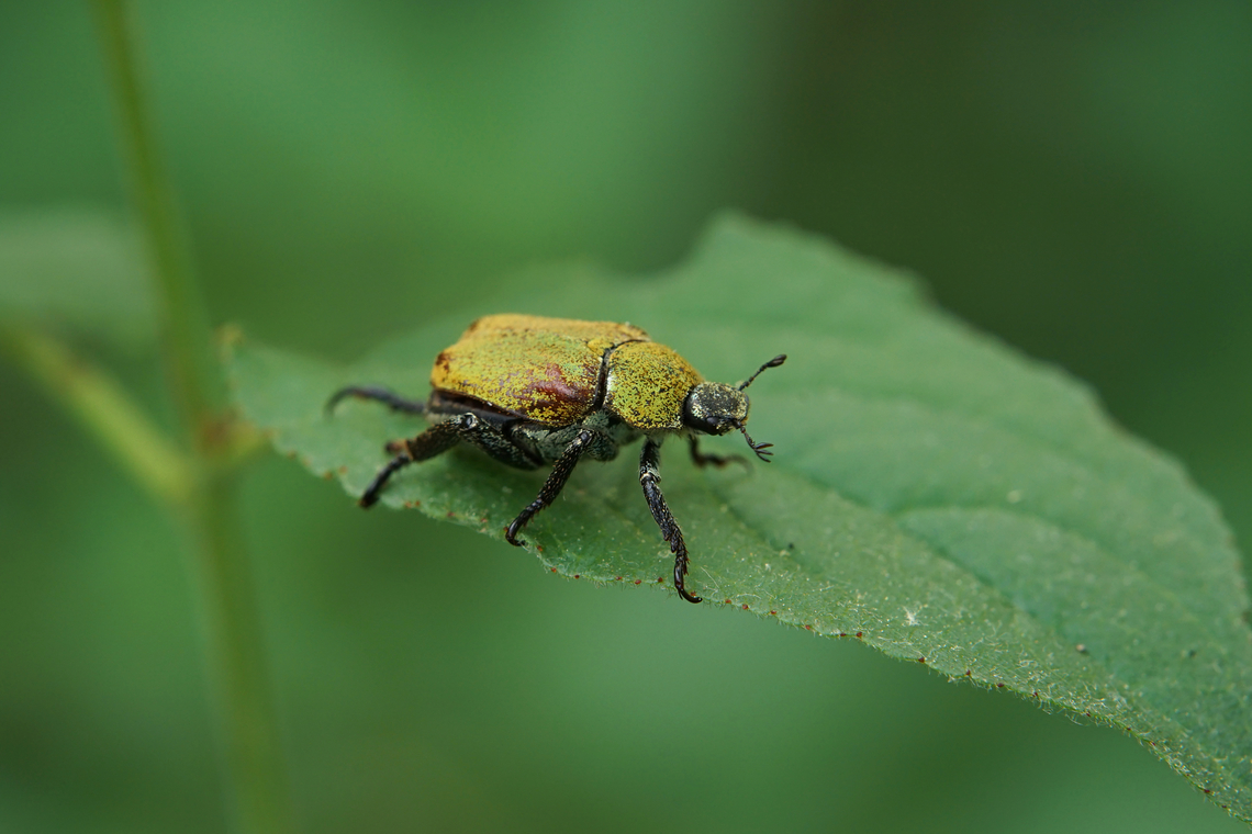 Hoplia (Hoplia) argentea (Poda, 1761) 12 mm long Scarabidae<br />
<figure class="photo"><a href="https://www.jungledragon.com/image/135556/hoplia_hoplia_argentea_poda_1761.html" title="Hoplia (Hoplia) argentea (Poda, 1761)"><img src="https://s3.amazonaws.com/media.jungledragon.com/images/3890/135556_thumb.JPG?AWSAccessKeyId=05GMT0V3GWVNE7GGM1R2&Expires=1763596810&Signature=5%2FD0q8eBdcUPaPoOpY2z1x8Ai7E%3D" width="200" height="134" alt="Hoplia (Hoplia) argentea (Poda, 1761) 12 mm long Scarabidae<br />
https://www.jungledragon.com/image/135555/hoplia_hoplia_argentea_poda_1761.html France,Geotagged,Hoplia argentea,Spring" /></a></figure> France,Geotagged,Hoplia argentea,Spring