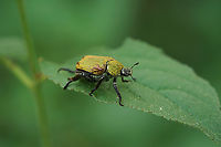 Hoplia (Hoplia) argentea (Poda, 1761) 12 mm long Scarabidae<br />
https://www.jungledragon.com/image/135556/hoplia_hoplia_argentea_poda_1761.html France,Geotagged,Hoplia argentea,Spring