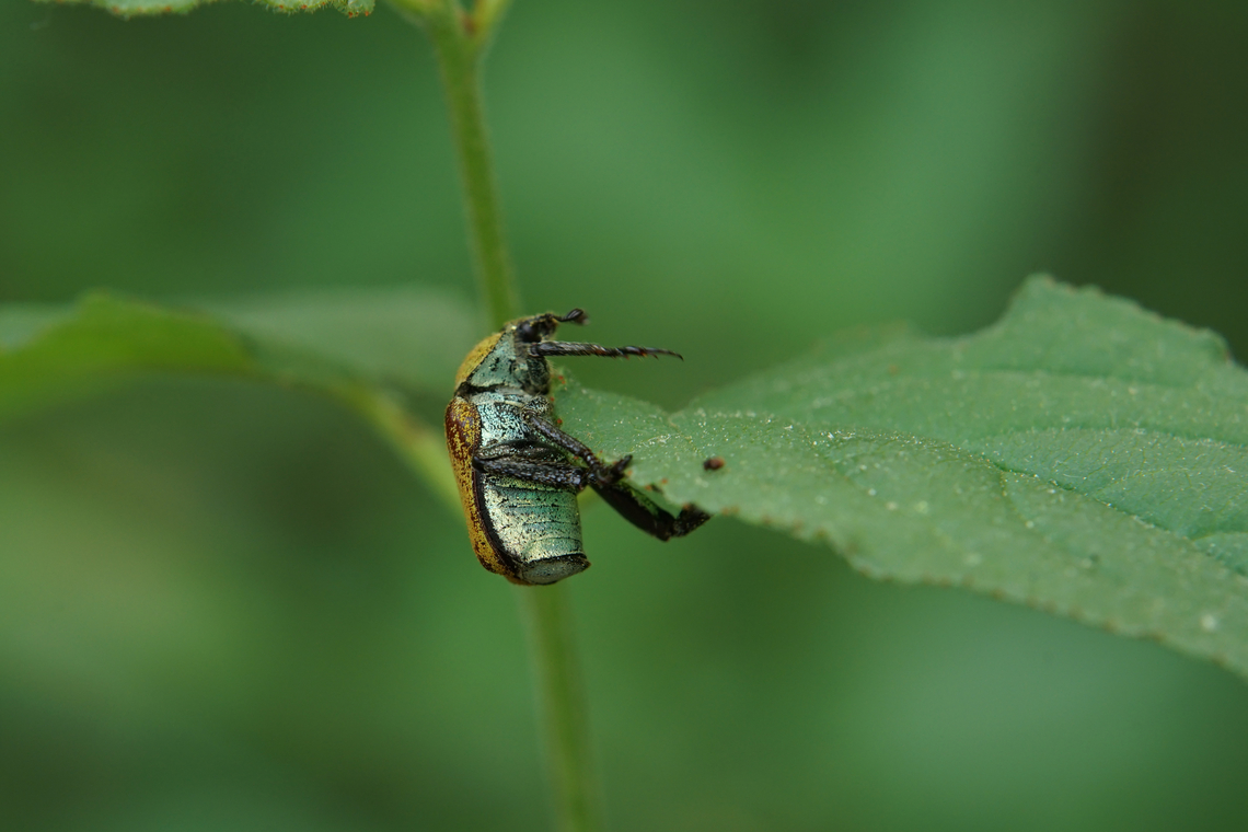 Hoplia (Hoplia) argentea (Poda, 1761) 12 mm long Scarabidae<br />
<figure class="photo"><a href="https://www.jungledragon.com/image/135555/hoplia_hoplia_argentea_poda_1761.html" title="Hoplia (Hoplia) argentea (Poda, 1761)"><img src="https://s3.amazonaws.com/media.jungledragon.com/images/3890/135555_thumb.JPG?AWSAccessKeyId=05GMT0V3GWVNE7GGM1R2&Expires=1769040010&Signature=RfbdOn9TVqonR39%2B3JRImOTeJWs%3D" width="200" height="134" alt="Hoplia (Hoplia) argentea (Poda, 1761) 12 mm long Scarabidae<br />
https://www.jungledragon.com/image/135556/hoplia_hoplia_argentea_poda_1761.html France,Geotagged,Hoplia argentea,Spring" /></a></figure> France,Geotagged,Hoplia argentea,Spring