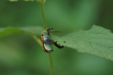 Hoplia (Hoplia) argentea (Poda, 1761) 12 mm long Scarabidae
https://www.jungledragon.com/image/135555/hoplia_hoplia_argentea_poda_1761.html France,Geotagged,Hoplia argentea,Spring
