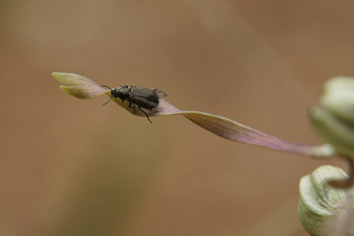 Dasytes sp 4.5 mm long Dasytidae on wild orchid France,Geotagged,Spring