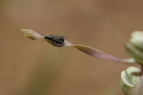 Dasytes sp 4.5 mm long Dasytidae on wild orchid France,Geotagged,Spring