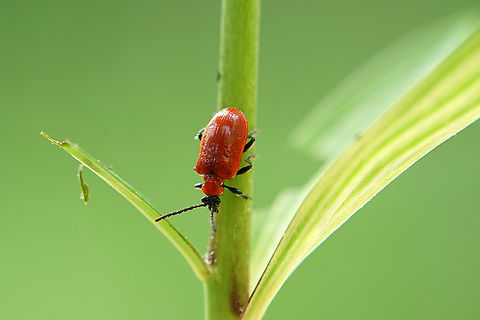Lilioceris lilii (Scopoli, 1763) 8 mm long Chrysomelidae France,Geotagged,Lilioceris lilii,Lily leaf beetle,Spring