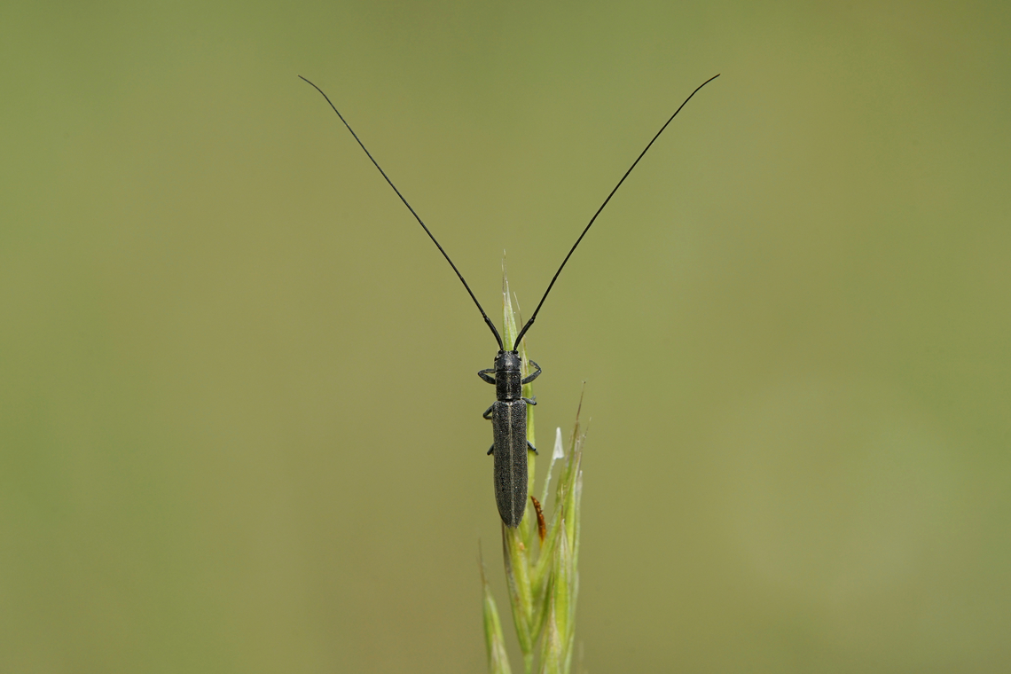 Calamobius filum (Rossi, 1790) 8 mm long Cerambycidae Calamobius filum,France,Geotagged,Spring