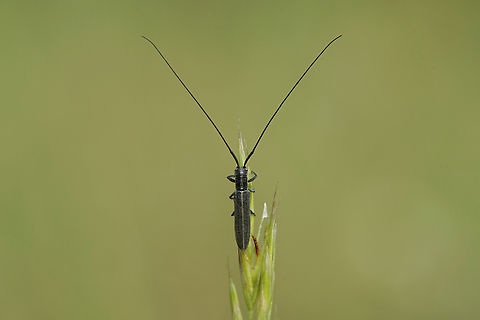 Calamobius filum (Rossi, 1790) 8 mm long Cerambycidae Calamobius filum,France,Geotagged,Spring