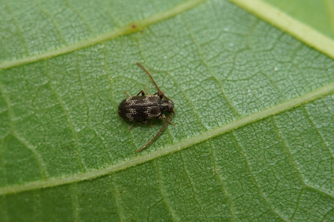 Ptinus (Pseudoptinus) lichenum Marsham, 1802 3 mm long Ptinidae sleeping on the back of a walnut tree leaf France,Geotagged,Ptinus lichenum,Spring