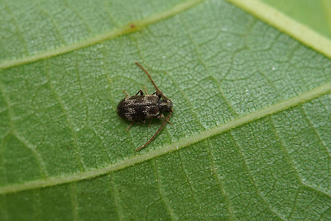 Ptinus (Pseudoptinus) lichenum Marsham, 1802 3 mm long Ptinidae sleeping on the back of a walnut tree leaf France,Geotagged,Ptinus lichenum,Spring