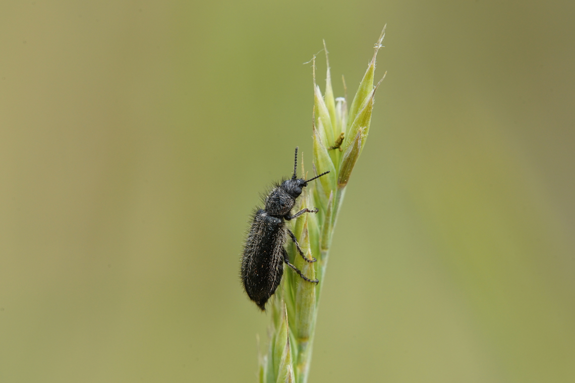 Enicopus ater (Fabricius, 1787) 5 mm long Dasytidae Enicopus ater,France,Geotagged,Spring