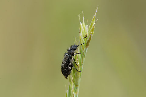 Enicopus ater (Fabricius, 1787) 5 mm long Dasytidae Enicopus ater,France,Geotagged,Spring