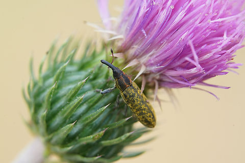 Lixus (Epimeces) filiformis (Fabricius, 1781) 8 mm long Lixinae France,Geotagged,Lixus filiformis,Spring