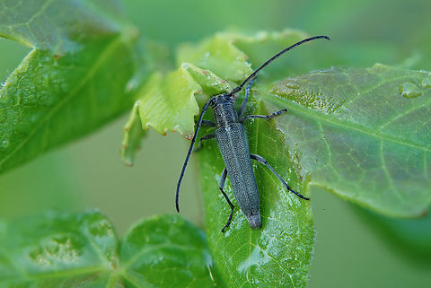 Opsilia coerulescens (Scopoli, 1763), male 9 mm long Cerambycidae
https://www.jungledragon.com/image/135636/opsilia_coerulescens_scopoli_1763_female.html ''Opsilia coerulescens'',France,Geotagged,Opsilia coerulescens,Spring
