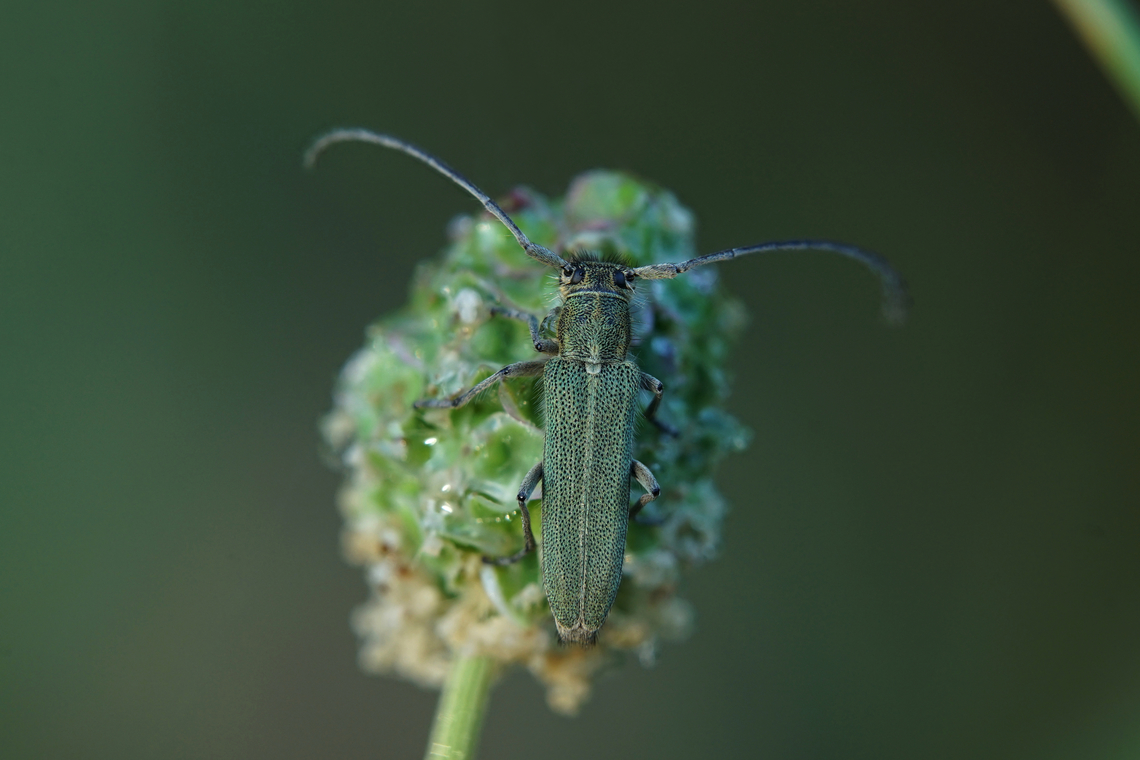 Opsilia coerulescens (Scopoli, 1763), female 11mm long Cerambycidae<br />
<figure class="photo"><a href="https://www.jungledragon.com/image/135635/opsilia_coerulescens_scopoli_1763_male.html" title="Opsilia coerulescens (Scopoli, 1763), male"><img src="https://s3.amazonaws.com/media.jungledragon.com/images/3890/135635_thumb.jpg?AWSAccessKeyId=05GMT0V3GWVNE7GGM1R2&Expires=1770854410&Signature=zNzOkMrFUEFl0WVqyi9JNZdhJs8%3D" width="200" height="134" alt="Opsilia coerulescens (Scopoli, 1763), male 9 mm long Cerambycidae<br />
https://www.jungledragon.com/image/135636/opsilia_coerulescens_scopoli_1763_female.html ''Opsilia coerulescens'',France,Geotagged,Opsilia coerulescens,Spring" /></a></figure> ''Opsilia coerulescens'',France,Geotagged,Opsilia coerulescens,Spring