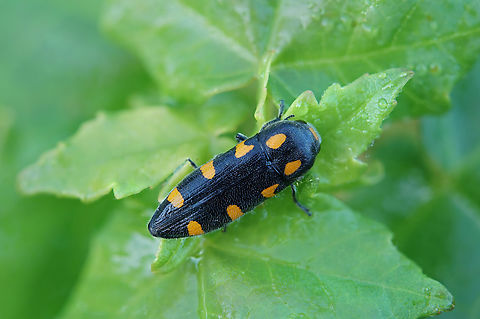 Ptosima undecimmaculata (Herbst, 1784) 12 mm long Buprestidae Ptosima,Ptosima undecimmaculata
