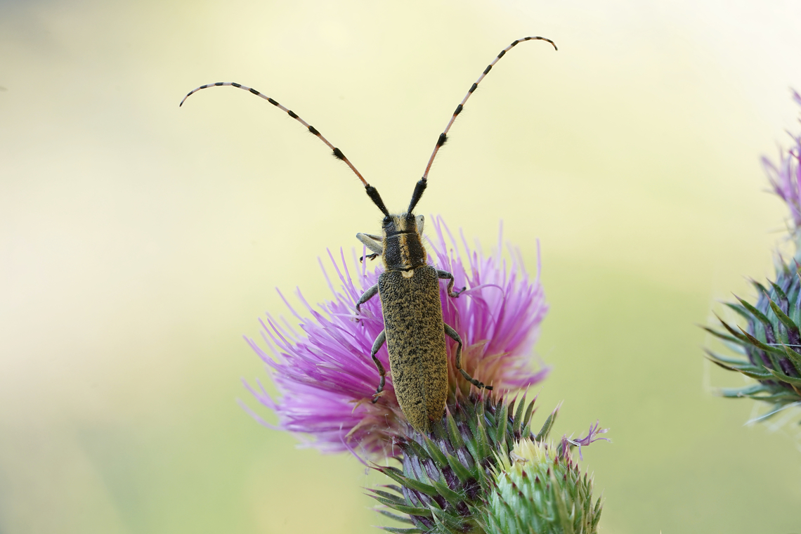 Agapanthia dahli (Richter, 1820) 22 mm long Cerambcidae Agapanthia dahli,France,Geotagged,Spring