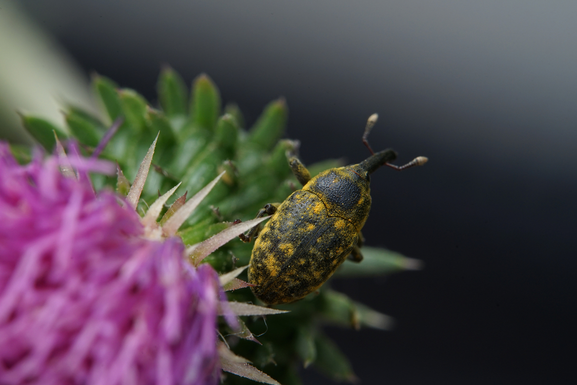 Larinus (Phyllonomeus) iaceae (Fabricius, 1775) 7 mm long Lixinae<br />
<figure class="photo"><a href="https://www.jungledragon.com/image/135659/larinus_phyllonomeus_iaceae_fabricius_1775.html" title="Larinus (Phyllonomeus) iaceae (Fabricius, 1775)"><img src="https://s3.amazonaws.com/media.jungledragon.com/images/3890/135659_thumb.JPG?AWSAccessKeyId=05GMT0V3GWVNE7GGM1R2&Expires=1770854410&Signature=oxSwTKocNRzyBSwG%2F%2BUdx7%2Fv2x8%3D" width="200" height="134" alt="Larinus (Phyllonomeus) iaceae (Fabricius, 1775) 7 mm long Lixinae<br />
https://www.jungledragon.com/image/135658/larinus_phyllonomeus_iaceae_fabricius_1775.html France,Geotagged,Larinus iaceae,Spring" /></a></figure> France,Geotagged,Larinus iaceae,Spring