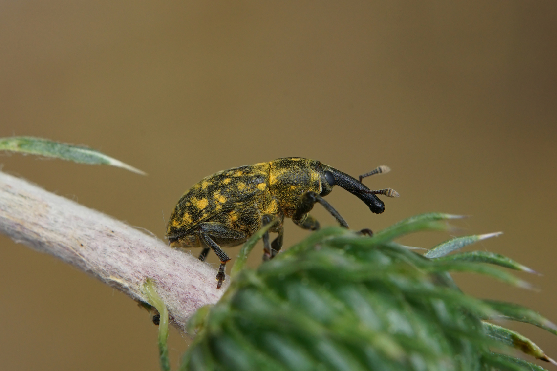 Larinus (Phyllonomeus) iaceae (Fabricius, 1775) 7 mm long Lixinae<br />
<figure class="photo"><a href="https://www.jungledragon.com/image/135658/larinus_phyllonomeus_iaceae_fabricius_1775.html" title="Larinus (Phyllonomeus) iaceae (Fabricius, 1775)"><img src="https://s3.amazonaws.com/media.jungledragon.com/images/3890/135658_thumb.JPG?AWSAccessKeyId=05GMT0V3GWVNE7GGM1R2&Expires=1763596810&Signature=P6p9siOg0RJxNYzf%2BF7J0qOikwg%3D" width="200" height="134" alt="Larinus (Phyllonomeus) iaceae (Fabricius, 1775) 7 mm long Lixinae<br />
https://www.jungledragon.com/image/135659/larinus_phyllonomeus_iaceae_fabricius_1775.html France,Geotagged,Larinus iaceae,Spring" /></a></figure> France,Geotagged,Larinus iaceae,Spring